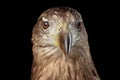 Close-up White-tailed eagle, Birds of prey isolated on Black background Royalty Free Stock Photo