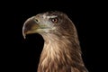 Close-up White-tailed eagle, Birds of prey isolated on Black background Royalty Free Stock Photo