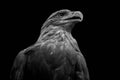 Close-up of white-tailed eagle isolated on black background