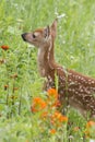 White tailed Fawn in Orange Wildflowers Royalty Free Stock Photo