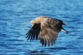 Close up of a White-tailed sea Eagle in flight Royalty Free Stock Photo