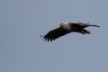 A White tailed eagle in flight