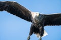 Close up of a White Tailed Sea Eagle Haliaeetus albicilla in flight Royalty Free Stock Photo