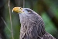 White Tailed Sea Eagle