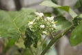 close up of white Takokak flower