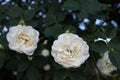 Close-up of a white tea rose flowers on the bush. Natural blurred background. Royalty Free Stock Photo