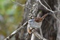 Close up of a White-throated Sparrow bird Royalty Free Stock Photo