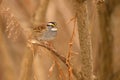 Close up of a White-throated Sparrow bird Royalty Free Stock Photo