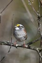 Close up photograph of a cute little White-throated Sparrow bird Royalty Free Stock Photo