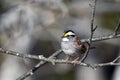 Close up photograph of a cute little White-throated Sparrow bird Royalty Free Stock Photo