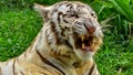 Close up of White Tiger angry and showing her jaws