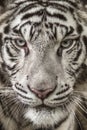 Close up the white Tiger face Royalty Free Stock Photo