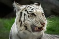 Portrait of a white tiger growling