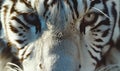 Close-up of a white tiger's face Royalty Free Stock Photo