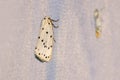 Tortricidae moth