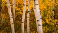Close Up White Tree Bark Aspen Trees in Yellow Forest Royalty Free Stock Photo
