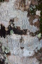 Close Up of white tree bark Royalty Free Stock Photo