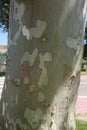 Close-up of a white tree bark, Spain Royalty Free Stock Photo