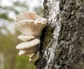 Close up of white tree fungus on bark of birch tree against blurry background with bokeh Royalty Free Stock Photo