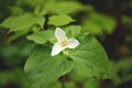 Close-up of White Trillium flower. Also known as Great White Trillium, Large-flowered Trillium, Wake-robin and Wood Lily