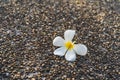 Close up White tropical flowers Plumeria, Frangipani defoliate on the floor