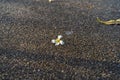 Close up White tropical flowers Plumeria, Frangipani defoliate on the floor