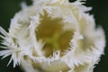Close up of a white tulip with crenated leaves Royalty Free Stock Photo