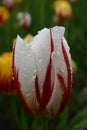 Rain on white and red tulip Royalty Free Stock Photo