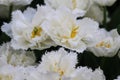 Close up of white tulips with crenated edges Royalty Free Stock Photo