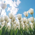 Close-up of white tulips field against blue sky background. Spring landscape concept. Generative AI Royalty Free Stock Photo