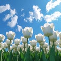 Close-up of white tulips field against blue sky background. Spring landscape concept. Generative AI Royalty Free Stock Photo