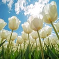 Close-up of white tulips field against blue sky background. Spring landscape concept. Generative AI Royalty Free Stock Photo