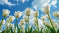 Close-up of white tulips field against blue sky background. Spring landscape concept. Generative AI Royalty Free Stock Photo