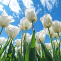 Close-up of white tulips field against blue sky background. Spring landscape concept. Generative AI Royalty Free Stock Photo