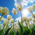 Close-up of white tulips field against blue sky background. Spring landscape concept. Generative AI Royalty Free Stock Photo