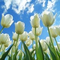 Close-up of white tulips field against blue sky background. Spring landscape concept. Generative AI Royalty Free Stock Photo