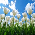 Close-up of white tulips field against blue sky background. Spring landscape concept. Generative AI Royalty Free Stock Photo