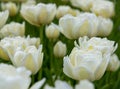 Close up of white tulips. Spring flowers. Royalty Free Stock Photo