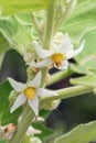 Close up white flower type of eggplant in a garden.Fruit of the Thai eggplant. Royalty Free Stock Photo