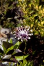 Close up osteospermum flower