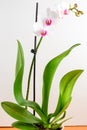 Close up white and vivid pink Phalaenopsis orchid flowers in full bloom in a garden pot isolated on a white wall in a studio backg Royalty Free Stock Photo