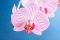 Close up white and vivid pink Phalaenopsis orchid flowers in full bloom isolated on dark blue studio background Royalty Free Stock Photo