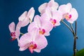 Close up white and vivid pink Phalaenopsis orchid flowers in full bloom isolated on dark blue studio background Royalty Free Stock Photo