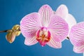 Close up white and vivid pink Phalaenopsis orchid flowers in full bloom isolated on dark blue studio background Royalty Free Stock Photo