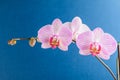 Close up white and vivid pink Phalaenopsis orchid flowers in full bloom isolated on dark blue studio background Royalty Free Stock Photo
