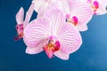 Close up of white and vivid pink Phalaenopsis orchid flowers in full bloom isolated on dark blue studio background photographed wi Royalty Free Stock Photo