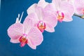 Close up of white and vivid pink Phalaenopsis orchid flowers in full bloom isolated on dark blue studio background photographed wi Royalty Free Stock Photo