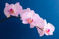 Close up of white and vivid pink Phalaenopsis orchid flowers in full bloom isolated on dark blue studio background photographed wi Royalty Free Stock Photo