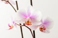 Close up white and vivid pink Phalaenopsis orchid flowers in full bloom isolated on a white wall in a studio background Royalty Free Stock Photo