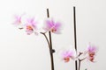 Close up white and vivid pink Phalaenopsis orchid flowers in full bloom isolated on a white wall in a studio background Royalty Free Stock Photo